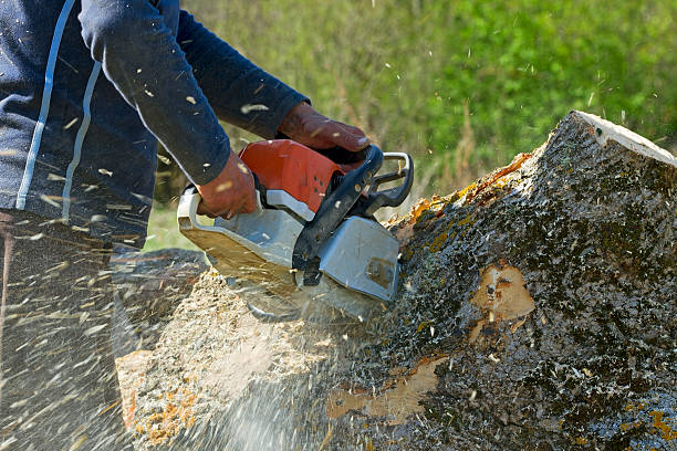 Professional Tree Services in Palmer Ranch, FL